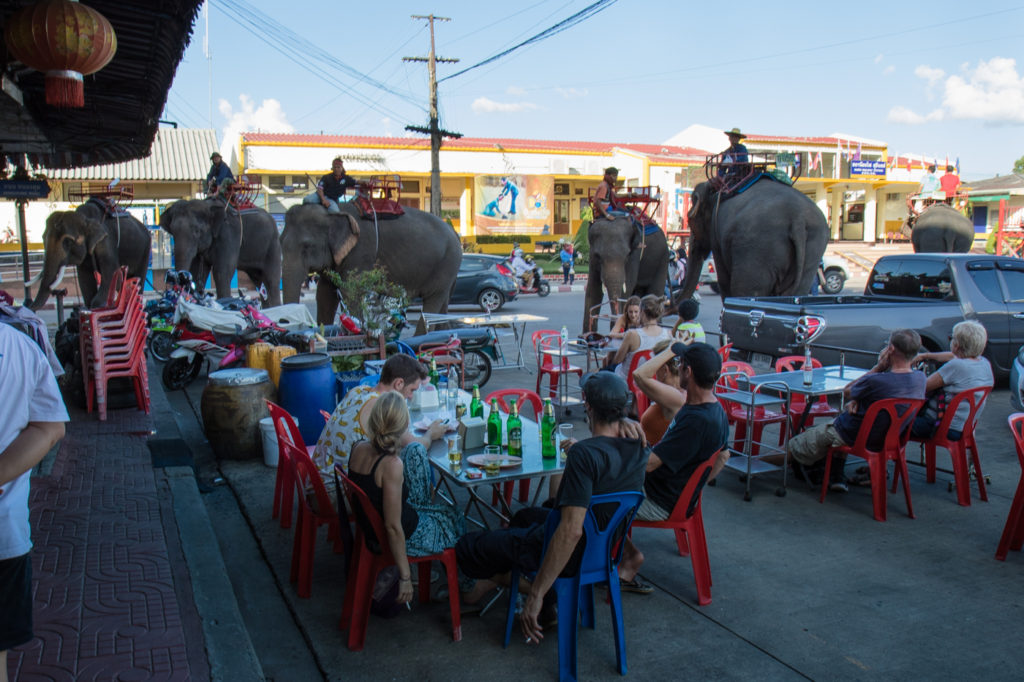 Mahouts wait for riders in downtown Surin as travelers drink beer. This photo was taken as part of a story 'What you should know before visiting elephants in Thailand' created in 2015.