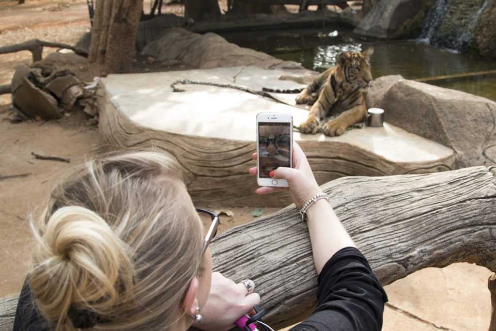 A woman photographs a young tiger in chains at the Tiger Temple.