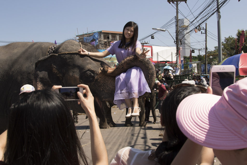 After paying the elephant, who then passes the bill to the mahout, a tourist poses for photos while seated on the elephant's trunk. Surin, Thailand. This photo was created for a story 'What you should know before visiting elephants in Thailand.'