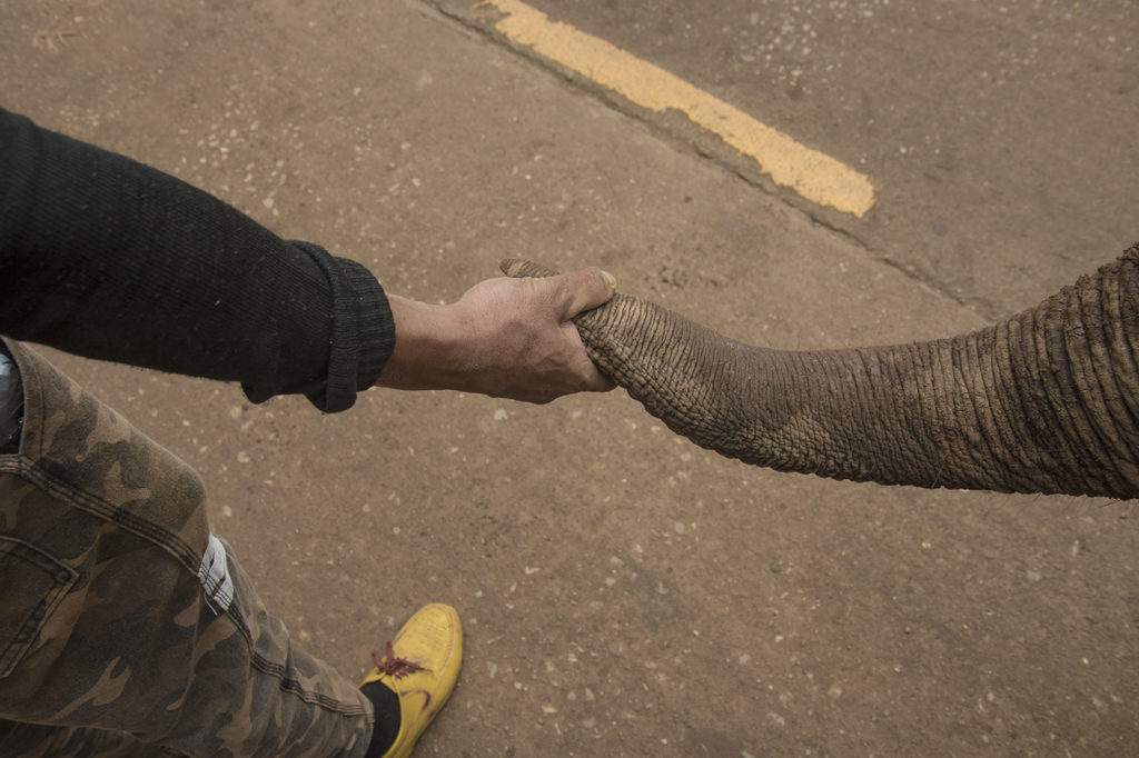 A mahout walks hand and trunk with a young elephant