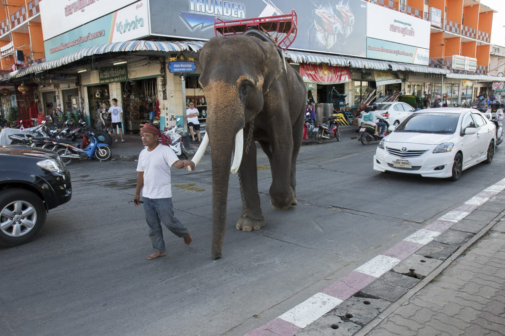A man walks down a busy street with his hand resting on a tusk of an elephant he is walking next to him.