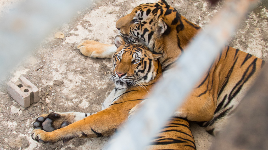 Two captive tigers at the Tiger Temple, or Wat Pha Luang Ta Bua Yanasampanno.